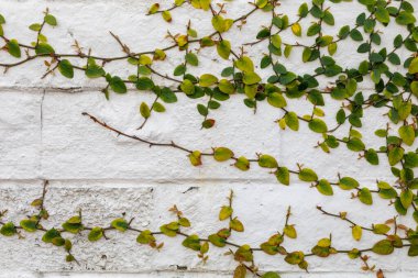Yeşil Sarmaşık beyaz üzerine boyanmış tuğla duvar arkaplan için