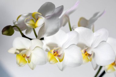 Beyaz Orkide çiçek