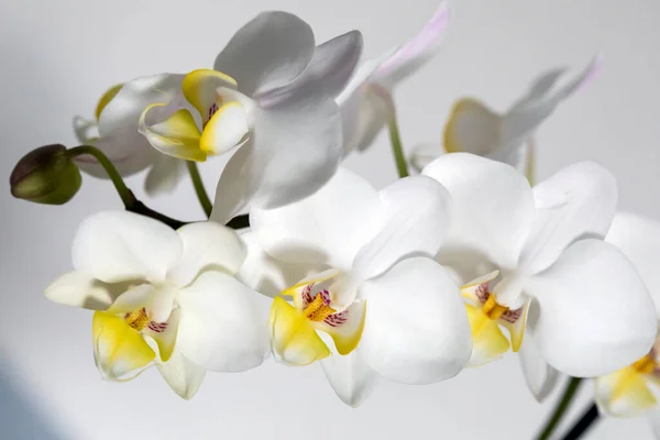 Beyaz Orkide çiçek