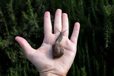 Salyangoz eline doğru ilerliyor.