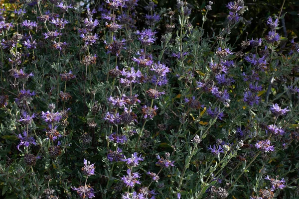 Mountain sage blooming with purple flowers — Stock Photo, Image