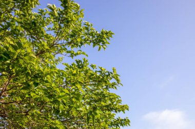 Gökyüzünde yeşil ağaç dalları