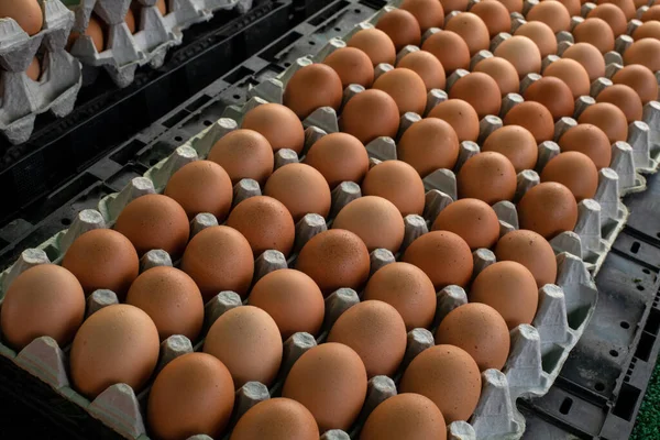 Kahverengi tavuk yumurtaları kağıt tepsilerde çiftçi pazarında.