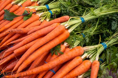 Closeup of pile of bunches freshly cropped carrots with greens on farmers market stand clipart