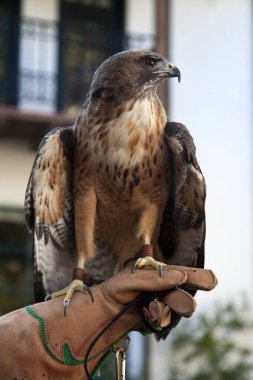 Hawk perching on the brown thick leather glove