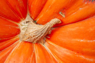 Dried tail of the pumpkin closeup macro