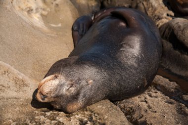 Closeup portrait of the seal resting with closed eyes on sand rocks at California beach in La Jolla San Diego