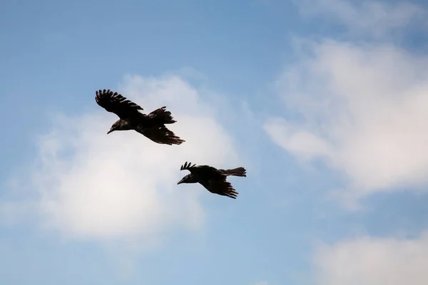 Couple of black crows flying in the sky with white clouds