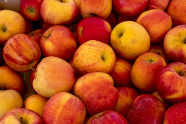 Kırmızı ve sarı Gala elmaları arkaplan için tam çerçeve kapatır