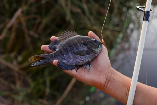 Childs Kézfogás Csak Fogott Bluegill Hal Horgászzsinórral Fehér Horgászbot Homályos — Stock Fotó