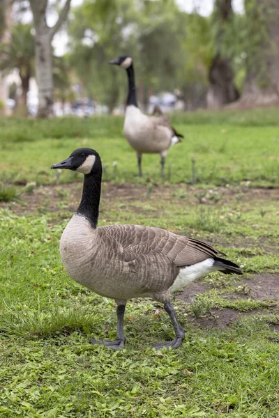 Vertikalt Porträtt Kanadensisk Gås Som Går Det Gröna Gräset Parken — Stockfoto