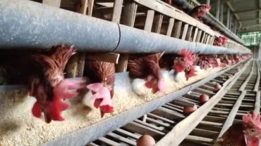 Footage of ducklings eating and drinking water on a traditional farm in Indonesia. suitable for background, design, editing materials, and so on