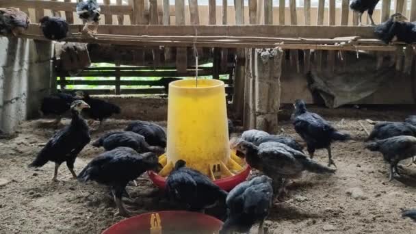 Footage Free Range Chicken Gallus Gallus Domesticus Eating Drinking One — Vídeo de Stock