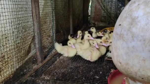 Footage Ducklings Resting Traditional Livestock Cage Indonesia Suitable Background Design — 비디오