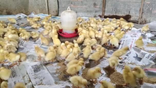 Footage Ducklings Eating Drinking Water Traditional Farm Indonesia Suitable Background — Stock Video
