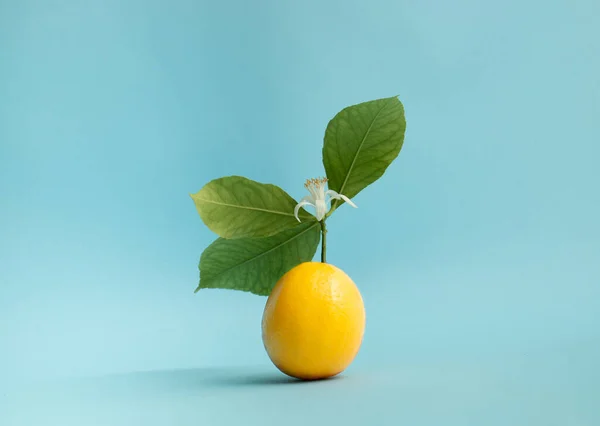 Fruta Limão Com Folhas Verdes Limão Flor Fundo Azul Pastel — Fotografia de Stock