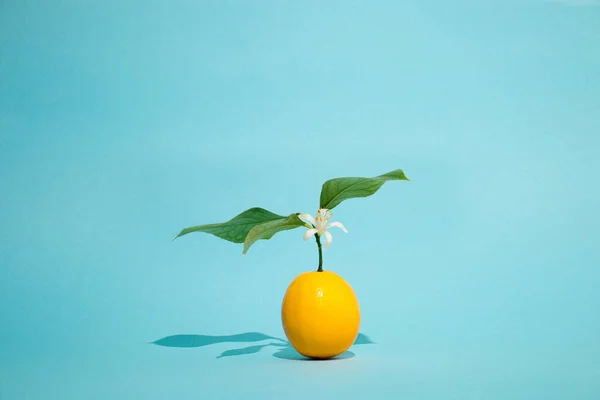 柠檬果有柠檬绿叶 花在淡蓝色的背景 创意的夏季概念布局 创意艺术最低审美度 — 图库照片