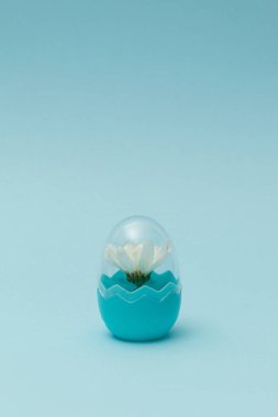 Pastel mavi arka planda, şık plastik yumurtanın içinde beyaz bahar çiçeğiyle yapılan yaratıcı bir kavram. Asgari Paskalya, bahar modeli.