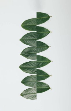 Kesik PRUNUS Kahkaha Yaprakları ile yapılan yaratıcı konsept beyaz arka planda izole. Düz yerde, üst tarafta. Asgari konsept.