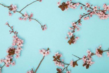 Erik ağacı dalları çerçevesi. Nisan çiçekleri ve bahar çiçekleri yumuşak pastel mavi arka planda. 8 için pankart. Mart, Mutlu Paskalyalar, mesaj için yer var. Bahar zamanı konsepti. Üst Manzara. Düz yatıyordu.