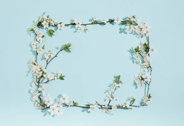 Рамка Цветущей Сливы Апрельская Цветочная Природа Весенний Блеск Мягком Голубом — стоковое фото