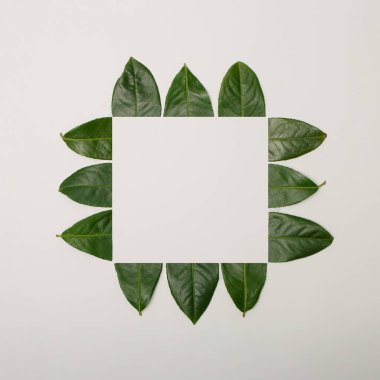 Kesilmiş yeşil yapraklardan oluşan yaratıcı bir düzen. Parlak arkaplanda çerçeve oluşturuyor. Düz yatıyordu. Doğa bahar konsepti.