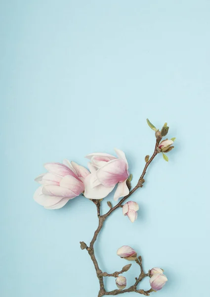 White Pink Magnolia Tree Flowers Branch Pastel Blue Background Minimal — стоковое фото
