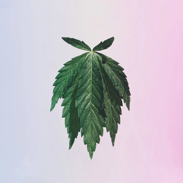 Pastel Retro Background Green Marijuana Leaf Water Drops Blue Purple — Stock Photo, Image