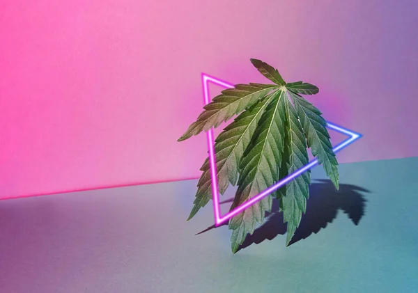 Retro Pastel Pink Background Sunlit Marijuana Leaf Neon Triangle Blue — Stock Photo, Image