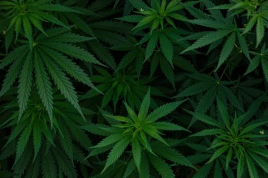 marihuana yaprağı arka plan duvar kağıdı, esrar kenevir yaprak açık havada.