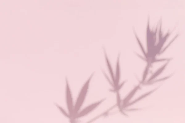 Plant shadow and marijuana leaves branch background. Nature cannabis branch, dark shadow and light from sunlight dappled on a pastel pink background.