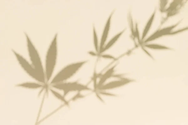 Marihuana Şubesi Arka Planı Doğal Kenevir Dalı Koyu Gölge Güneş — Stok fotoğraf