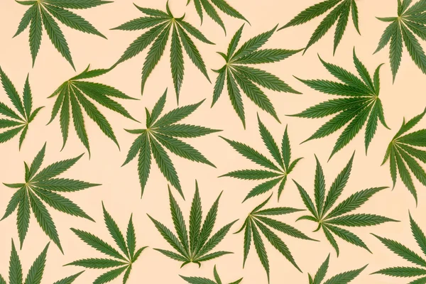 Creative Pattern Made Green Marijuana Cannabis Leaves Pastel Sand Color — Stock Photo, Image