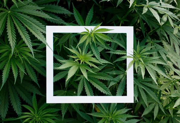 Green hemp frame. Marijuana leaves, medical drugs and cannabis background. White rectangular frame with foliage of wild medicinal plant, Ganja vegetation.