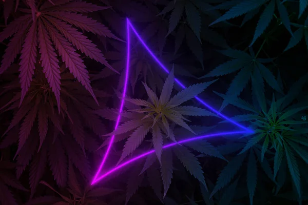 Zralý Marihuana Rostlina Bud Listy Neon Ligth Tiangle Struktura Rostlin — Stock fotografie