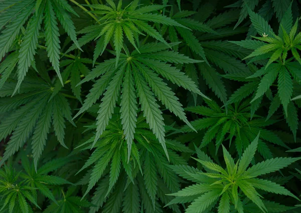 Cannabis hemp leaf outdoors., Marijuana leaf background wallpaper.