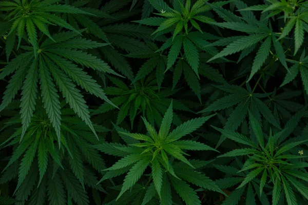 marihuana yaprağı arka plan duvar kağıdı, esrar kenevir yaprak açık havada.