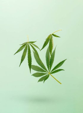 Esrarla yapılan yaratıcı düzenlemeler, pastel yeşil arka planda kenevir yaprakları. Asgari doğa kavramı.