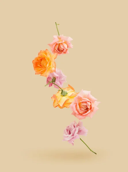 Creative arrangement with various colored roses against the pastel sand color background.  Minimal balance composition.