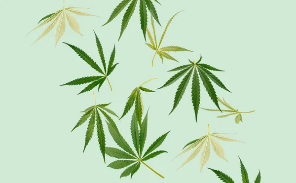 マリファナとの創造的な取り決め 大麻はパステルグリーンの背景に向かいます 最小限の自然概念 — ストック写真
