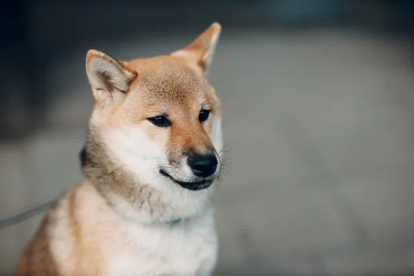 Shiba Inu mascota japonesa nacional perro al aire libre —  Fotos de Stock