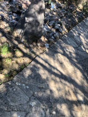 El Bosque Köyü 'ndeki botanik bahçesi. Gerçekten harika ağaçlar, bitkiler ve farklı morfoloji ve gelişime sahip çalılar..