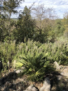 El Bosque Köyü 'ndeki botanik bahçesi. Gerçekten harika ağaçlar, bitkiler ve farklı morfoloji ve gelişime sahip çalılar..