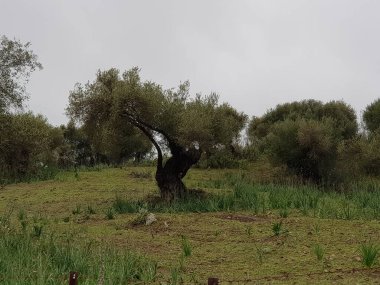 Cadiz dağlarında güzel bir kasaba olan 
