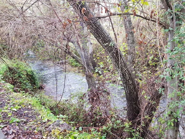 Obrázky Prostor Městě Bosque Krásné Město Horách Cádiz Fontány Domy — Stock fotografie