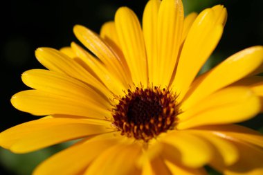Yellow Calendula in Morning Sun