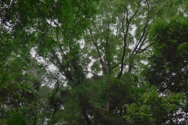 Aşağıdaki yağmur ormanları