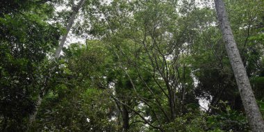 Avustralya ağaçlarının altından