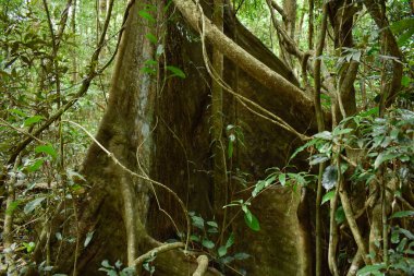 Büyük ağaç gövdesi yağmur ormanları