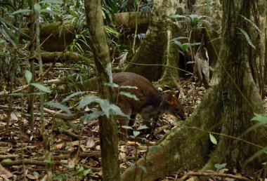 Avustralya kırmızı bacaklı padekarpuzu